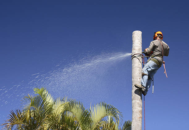 Trusted Sun Valley, ID Tree Services Experts